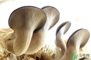 平菇不能和什么一起吃？平菇不能與什么同食？