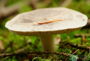 平菇不能和什么一起吃？平菇不能與什么同食？