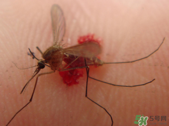 冬天有蚊子嗎？為什么冬天還有蚊子？