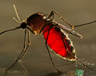 冬天有蚊子嗎？為什么冬天還有蚊子？