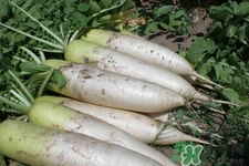 冬天御寒吃蘿卜有用嗎？御寒養(yǎng)生不妨多吃蘿卜