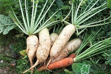 冬天御寒吃蘿卜有用嗎？御寒養(yǎng)生不妨多吃蘿卜