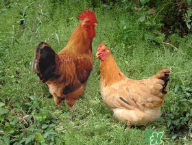 活雞能帶上火車嗎？坐火車上可以帶活雞嗎？