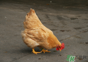 活雞能帶上火車嗎？坐火車上可以帶活雞嗎？