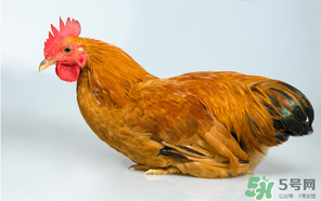 活雞能帶上火車嗎？坐火車上可以帶活雞嗎？