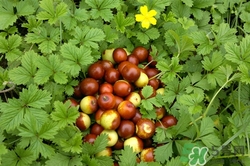 酸棗可以泡酒嗎?酸棗泡酒的功效與作用 酸棗可以泡酒嗎?酸棗泡酒的功效與作用