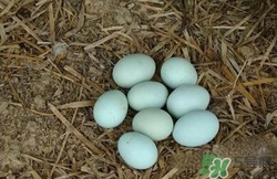 綠皮雞蛋是怎么回事？綠皮雞蛋的營(yíng)養(yǎng)價(jià)值