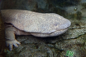 娃娃魚的營養(yǎng)價值 娃娃魚的功效與作用 娃娃魚的營養(yǎng)價值 娃娃魚的功效與作用