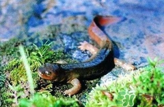 娃娃魚的營養(yǎng)價值 娃娃魚的功效與作用 娃娃魚的營養(yǎng)價值 娃娃魚的功效與作用