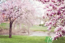 喝桃花茶有什么好處?桃花茶的功效與作用 喝桃花茶有什么好處?桃花茶的功效與作用