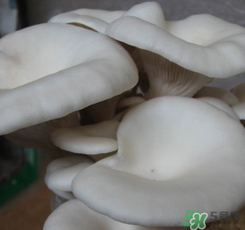 平菇可以放冰箱嗎？平菇在冰箱可以放幾天？