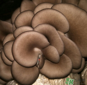 平菇可以放冰箱嗎？平菇在冰箱可以放幾天？