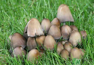 草菇不能和什么一起吃？草菇和什么相克？