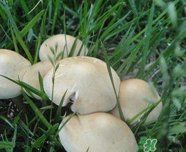 草菇不能和什么一起吃？草菇和什么相克？