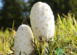 蘑菇可以放冰箱嗎？蘑菇放冰箱長毛了能吃嘛？