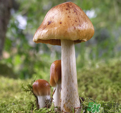 蘑菇可以放冰箱嗎？蘑菇放冰箱長毛了能吃嘛？