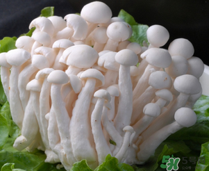 白玉菇孕婦能吃嗎？孕婦可以吃白玉菇嗎？