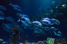 吃大馬哈魚會胖嗎?大馬哈魚的熱量是多少 吃大馬哈魚會胖嗎?大馬哈魚的熱量是多少