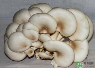 平菇怎么保存？平菇能放幾天？