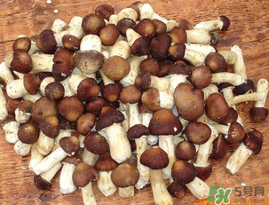 草菇可以放冰箱嗎？草菇放冰箱還能吃嗎？