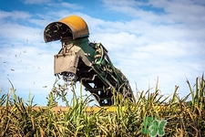 冬天可以吃甘蔗嗎?冬天吃甘蔗好嗎 冬天可以吃甘蔗嗎?冬天吃甘蔗好嗎