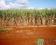 冬天可以吃甘蔗嗎?冬天吃甘蔗好嗎 冬天可以吃甘蔗嗎?冬天吃甘蔗好嗎