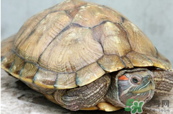 烏龜肉能吃嗎？烏龜肉怎么做好吃？