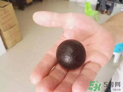 羊寶是什么？羊寶為什么這么貴？