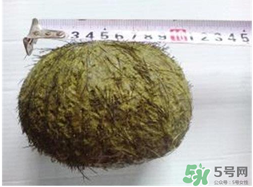 羊寶是什么？羊寶為什么這么貴？