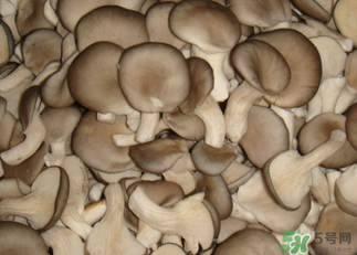 吃平菇有什么好處？平菇怎么做好吃？