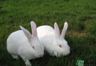 兔肉孕婦可以吃嗎？吃兔肉會長兔唇嗎？