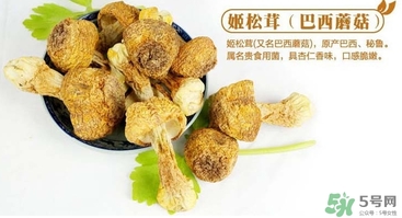 巴西蘑菇怎么吃？巴西蘑菇的作用與功效