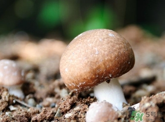 巴西蘑菇怎么吃？巴西蘑菇的作用與功效