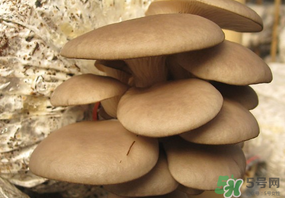 吃平菇會中毒嗎？平菇吃了會中毒嗎？