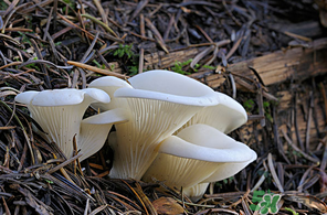 吃平菇會中毒嗎？平菇吃了會中毒嗎？