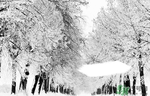 小雪喝什么茶？小雪茶品推薦