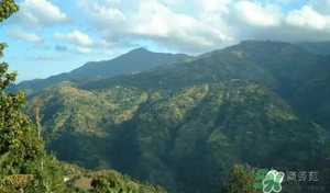 綠山咖啡和藍(lán)山咖啡有什么區(qū)別？