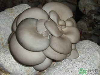 平菇是什么樣子？平菇是怎么長出來的？