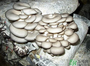 平菇是什么樣子？平菇是怎么長出來的？