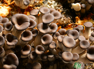 平菇是什么樣子？平菇是怎么長出來的？