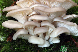 坐月子能吃平菇嗎？坐月子能不能吃平菇？