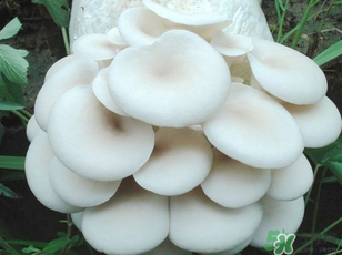 坐月子能吃平菇嗎？坐月子能不能吃平菇？