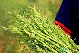 蘆筍茶怎么泡?蘆筍茶的功效與作用 蘆筍茶怎么泡?蘆筍茶的功效與作用