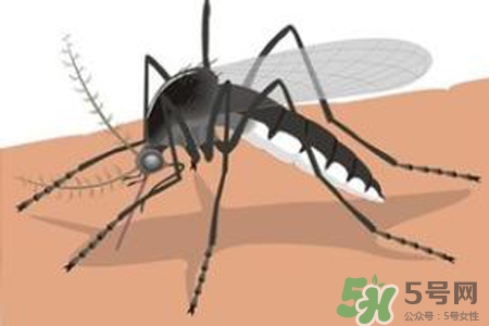 冬天為什么會有蚊子？冬天家里有蚊子怎么辦？