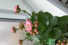 冬天種什么花好？冬天種什么花好養(yǎng)活？