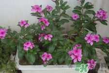 冬天種什么花好？冬天種什么花好養(yǎng)活？