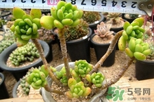 冬天種什么花好？冬天種什么花好養(yǎng)活？