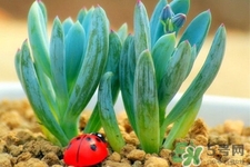 冬天種什么花好？冬天種什么花好養(yǎng)活？