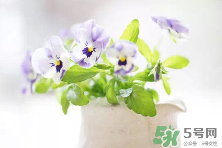 冬天種什么花好？冬天種什么花好養(yǎng)活？