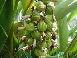 砂仁是什么東西?吃砂仁有什么好處 砂仁是什么東西?吃砂仁有什么好處